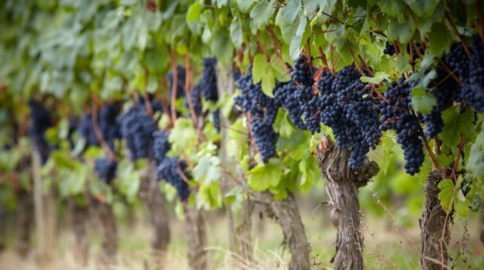 This image has an empty alt attribute; its file name is raisin-tannat-madiran_format_894x500-700x391-1.jpg