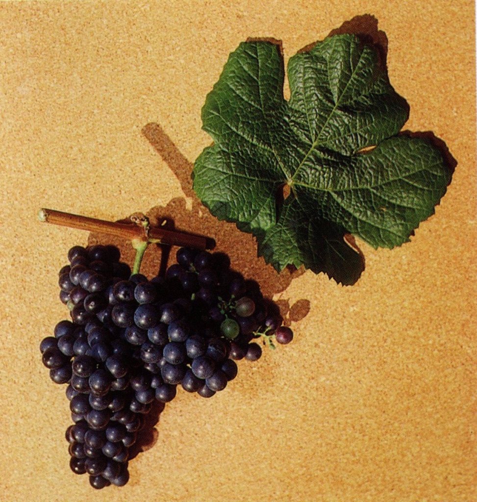 This image has an empty alt attribute; its file name is tannat-1-finale-1-1.jpg